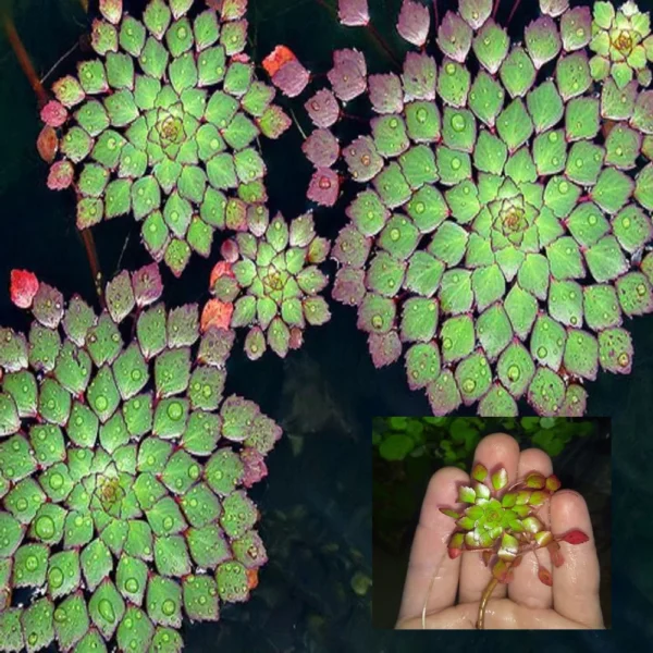 Water Mosaic