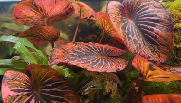 Tiger Lotus
